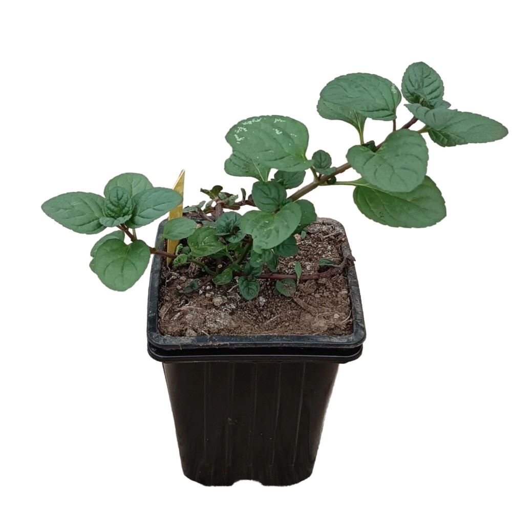 Мята Гранада d9 см