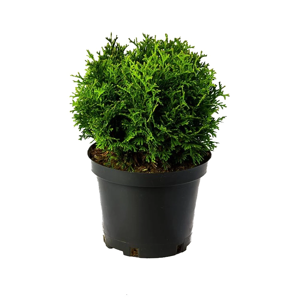 Туя западная Хозери d23 см